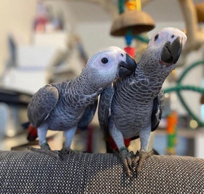 African gray parrot