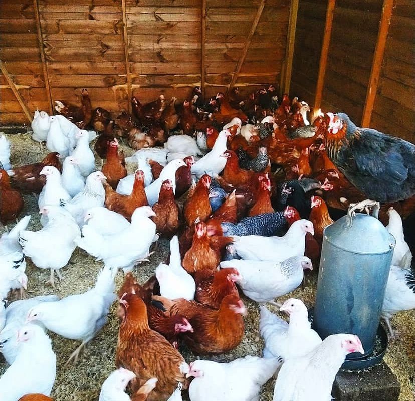 Hatchery Choice Bantam Female