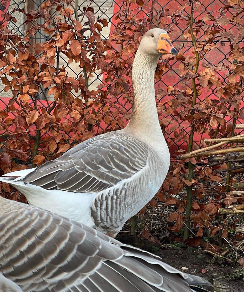 Hatchery Choice Geese