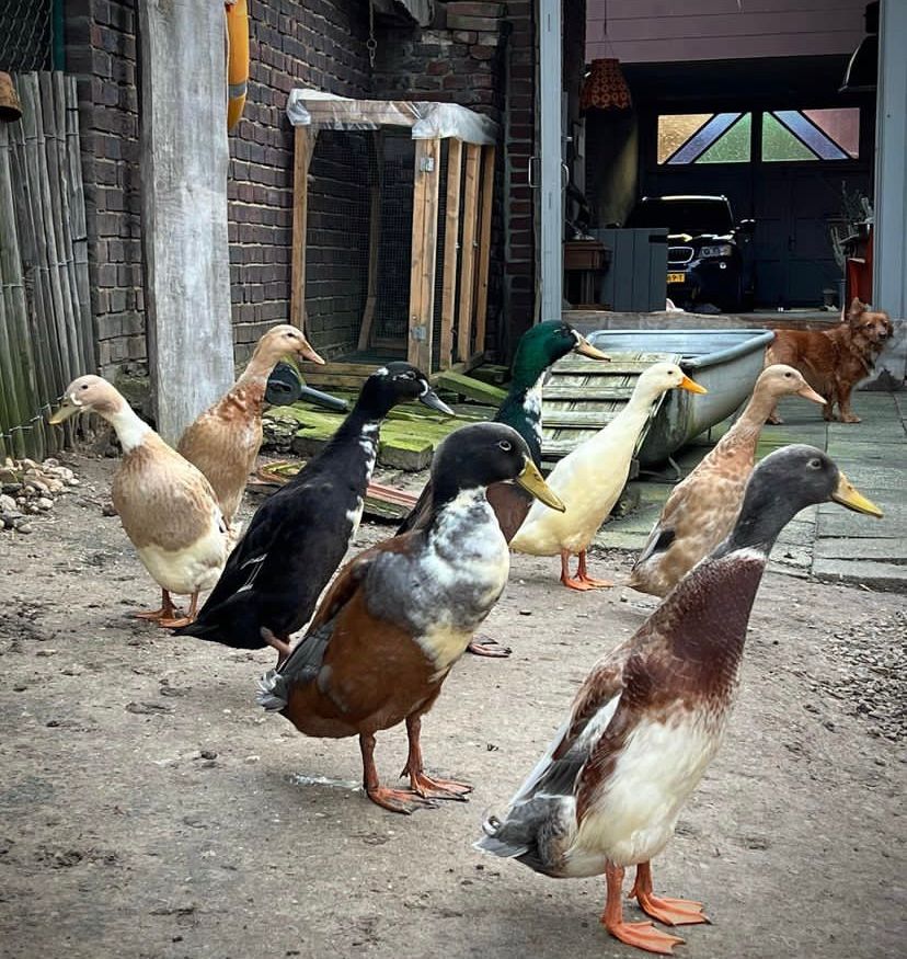 Cackle Barn Yard Geese