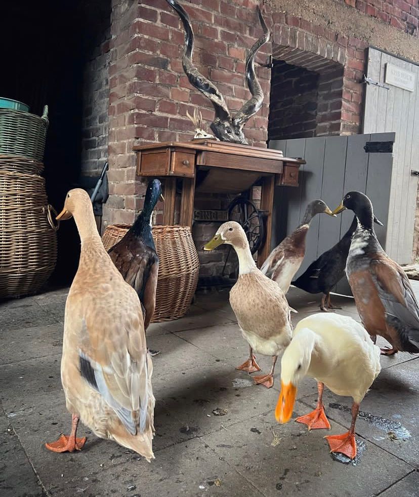 Brown Cackle Barn Yard Geese