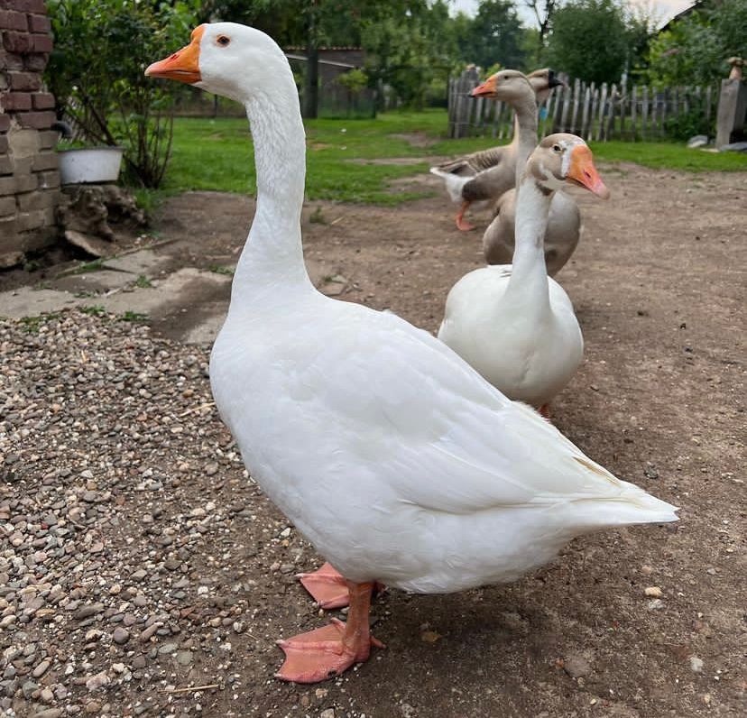 White Embden Geese