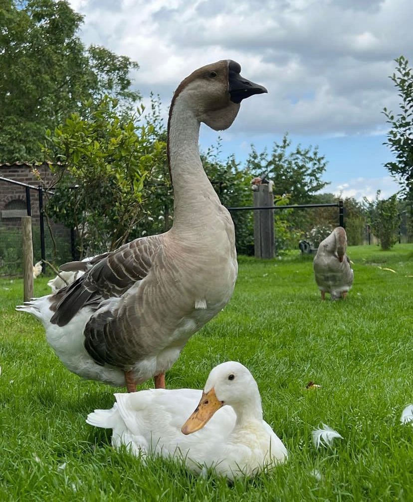 African Geese