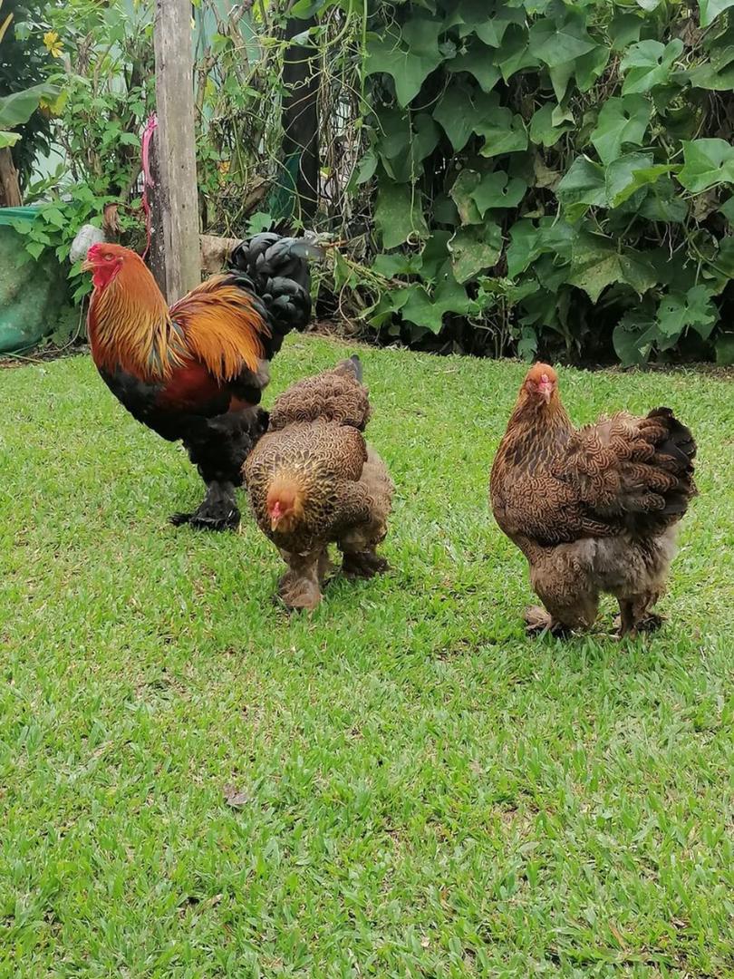 Buff Japanese Bantam