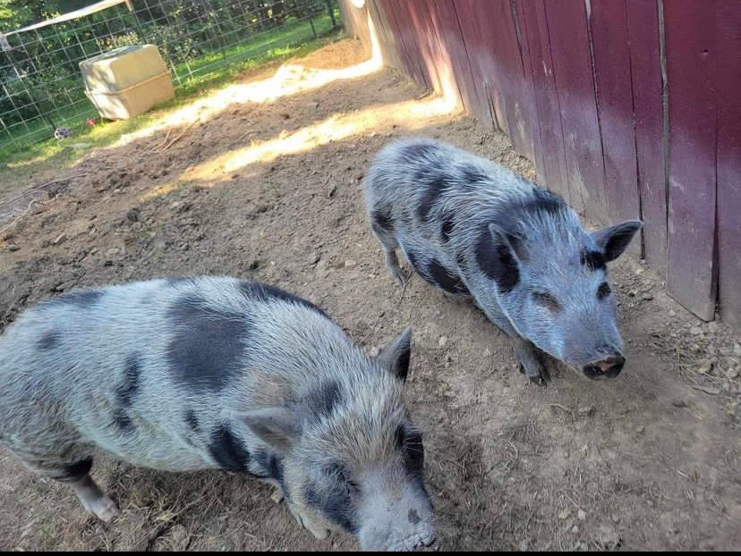 Purebred Kunekune