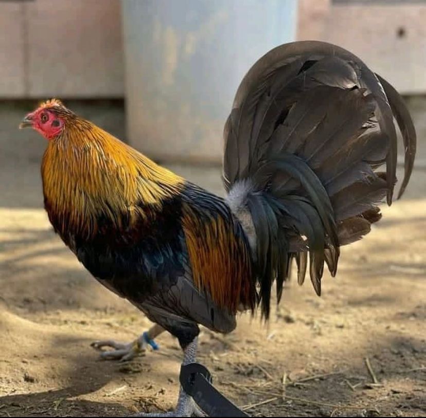 Black Breasted Red Old English Game Bantam