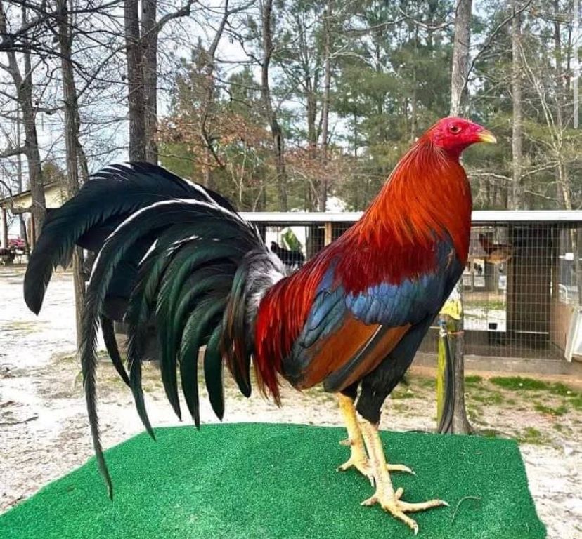 wheaten Game Bantam