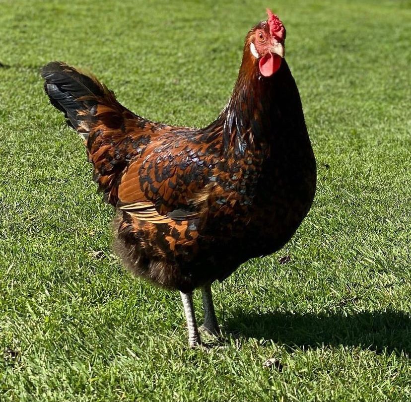 Mille Fleur Old English Game Bantam