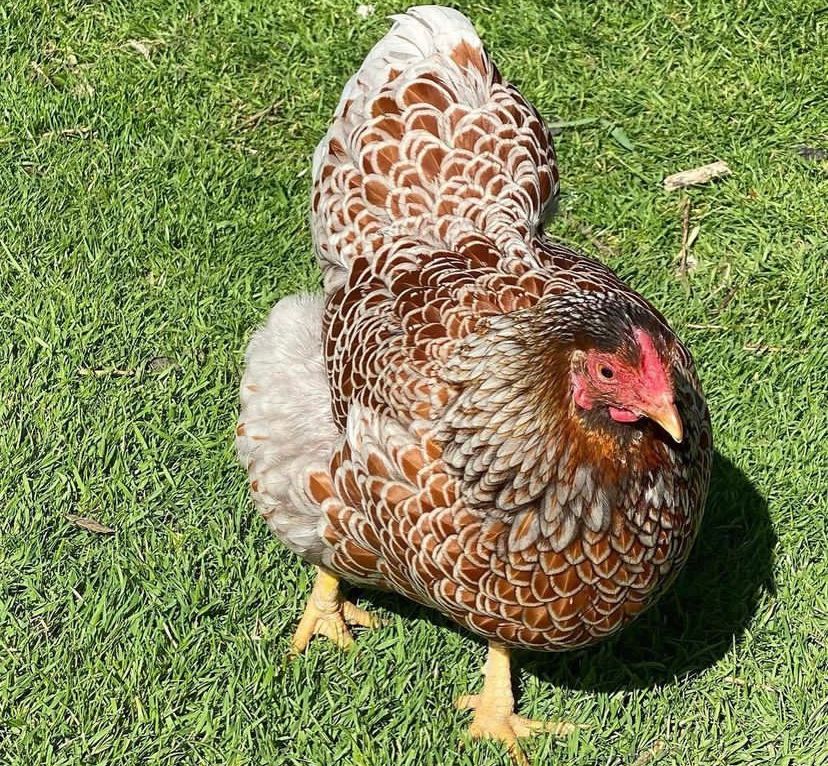 Buff Brahma Bantam