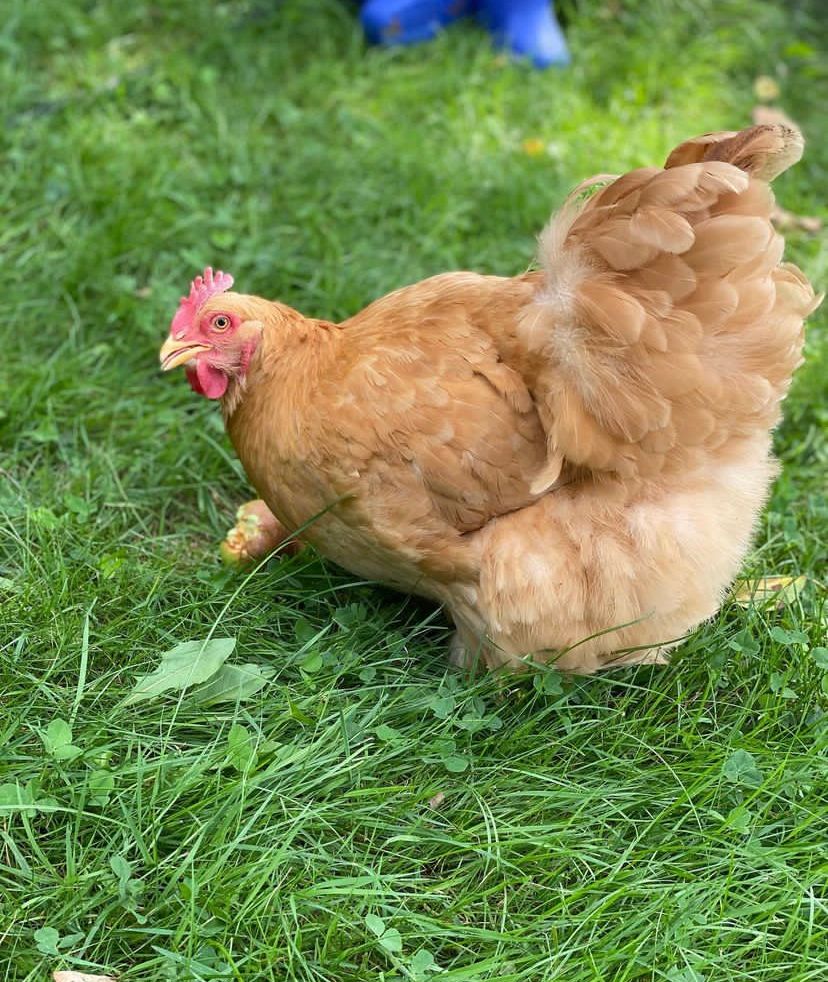 Buff Orpington Bantam