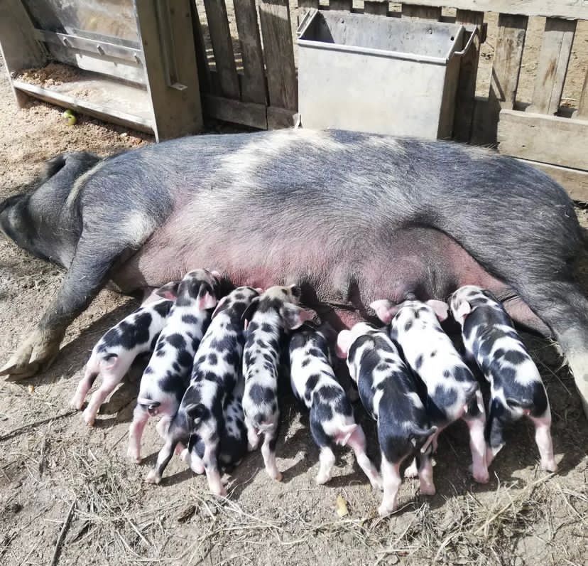 Purebred Litter - Kunekune