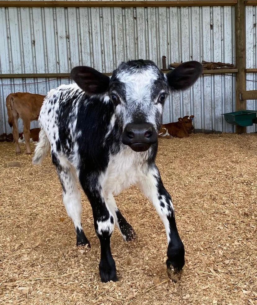 smashing coloured heifer calves