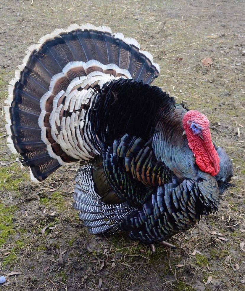 Broad Breasted Bronze Turkey2