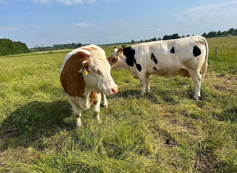 Holstein Friesian. Brown And White markings 