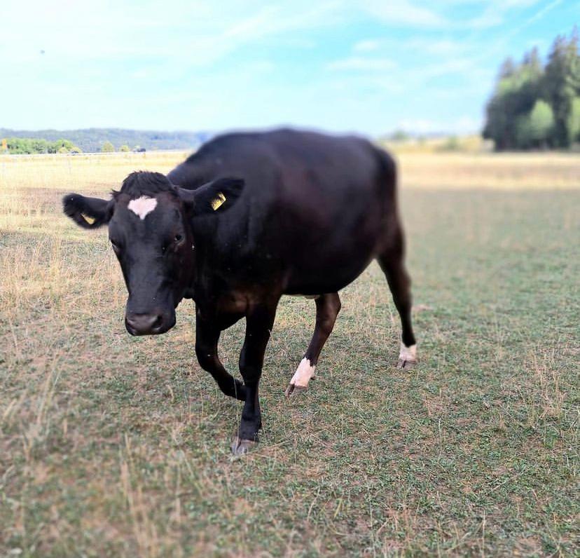 Purebred Angus 