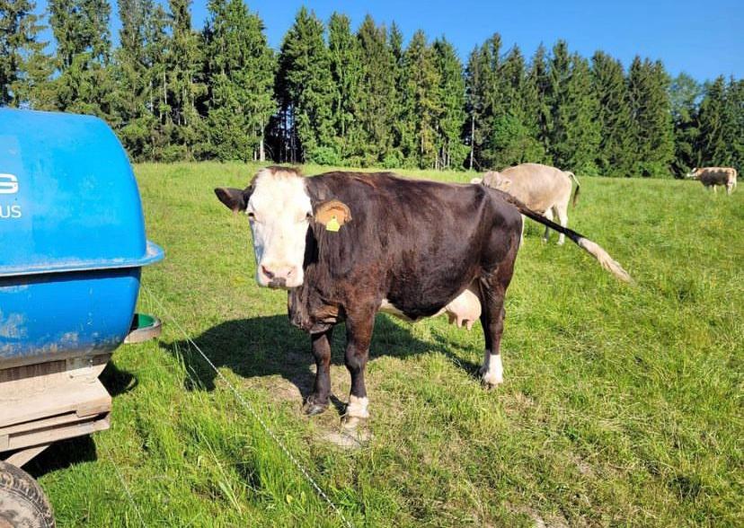 Hereford Breed