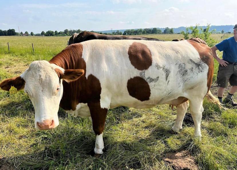 Hereford Breeding