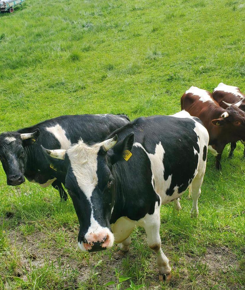  Purebred Holstein - Bred Heifers