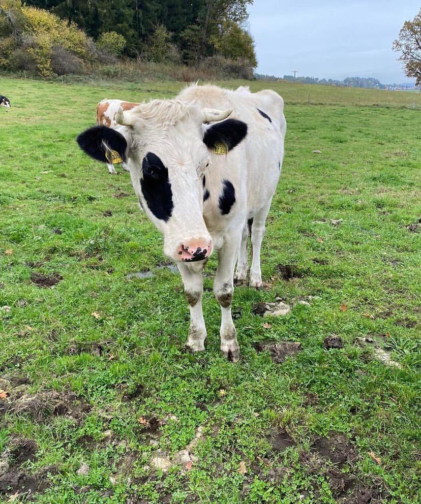 Purebred Holstein - Bred Heifers