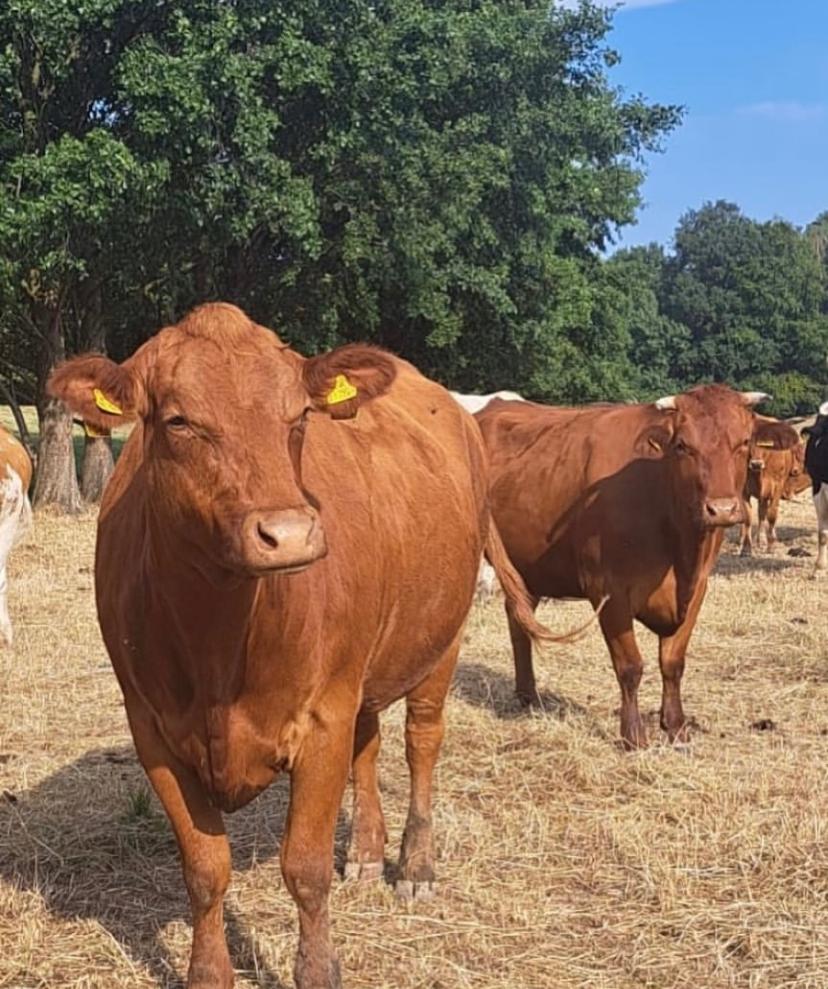 Limousin British Blue Cross