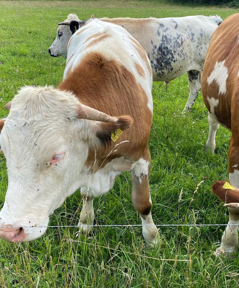 Purebred Hereford-bull2