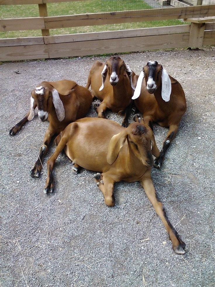 purebred Nubian bucks