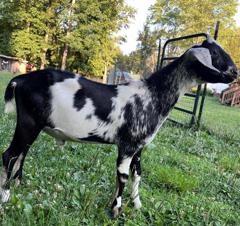 s41 purebred Nubian kid bucks 