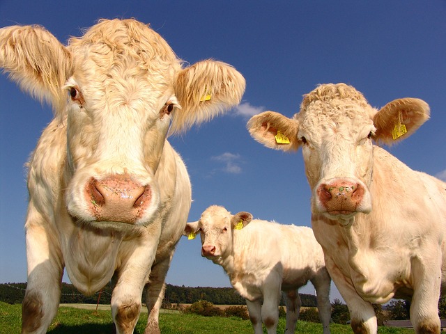 Charolais bull