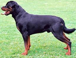 Doberman