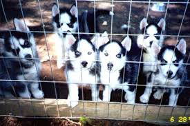 Siberian husky puppies  