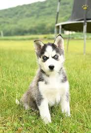 Siberian husky puppy dog