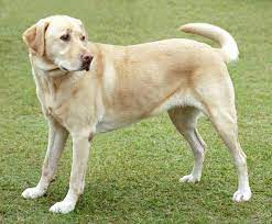 Labradors golden