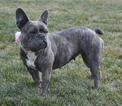 French bulldog