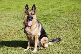 German Shepherd