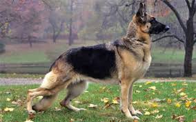 German Shepherd