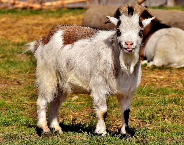 Boer, Kiko - Bucks