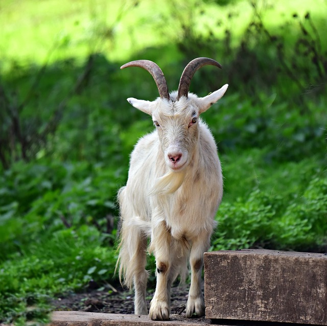 white Purebred Nigerian Dwarf 