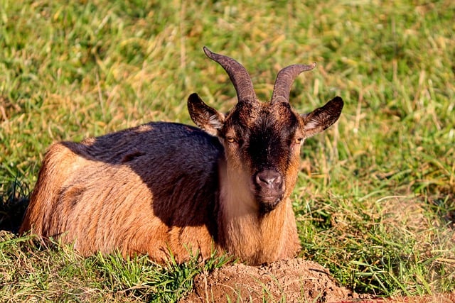 Purebred Nigerian Dwarf Bucks