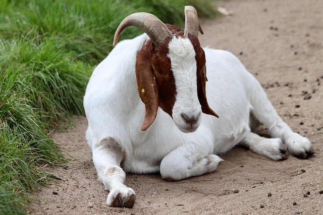 Boer - Kid - Wethers