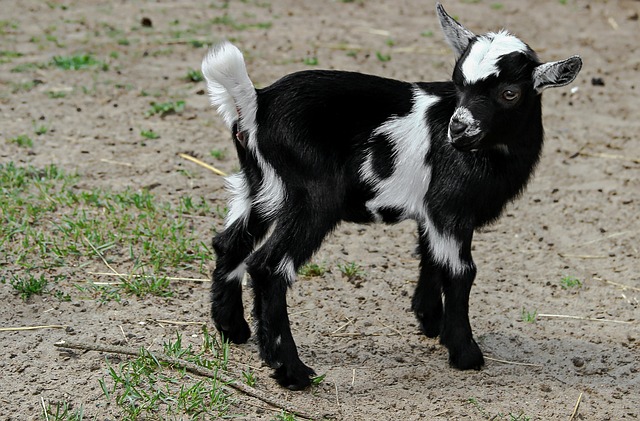 Pygmy goat