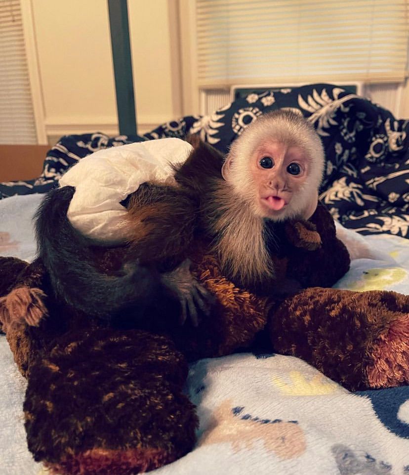 Capuchin Monkey