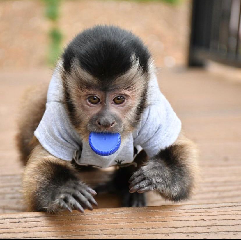 Capuchin Monkey