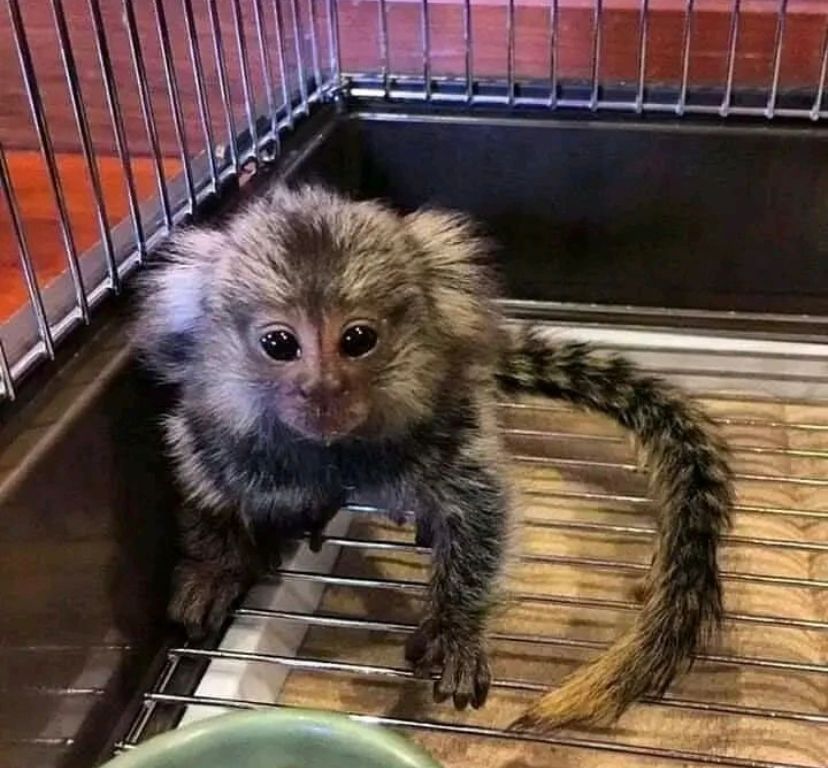 Marmoset 