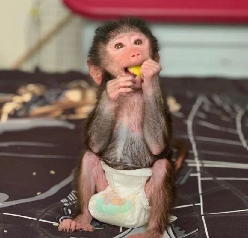 Spanky - Male Capuchin Monkey