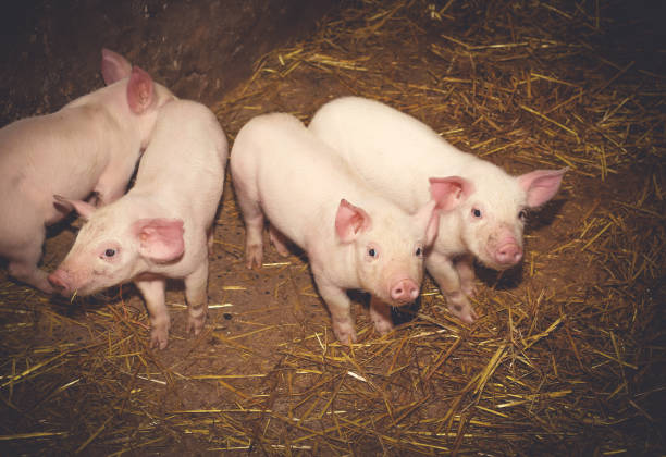 Crossbred Barrow - Hampshire, Yorkshire