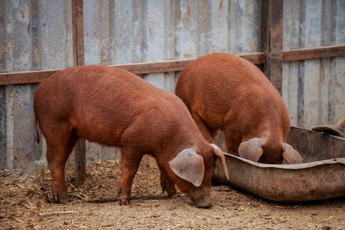 Crossbred Boars - Duroc, Red Wattle