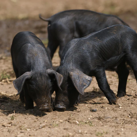 Purebred Boars - Guinea Hog