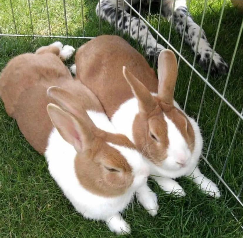 Stunning  rabbits