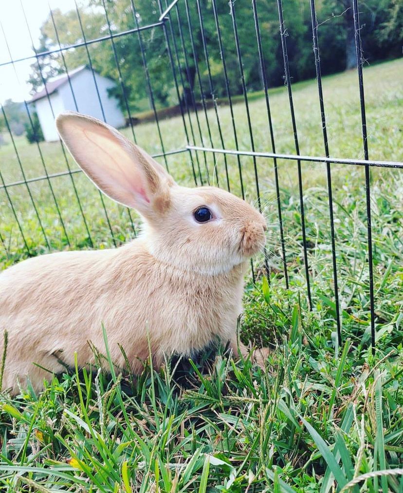 Gorgeous Mini Lops