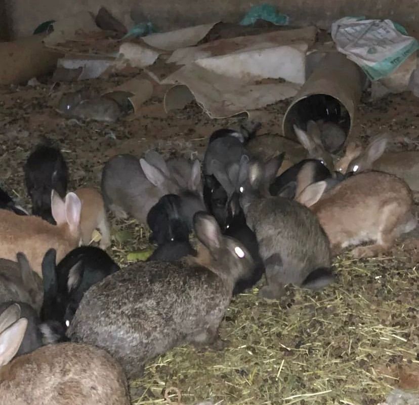 Pure Bred Mini Lop babies